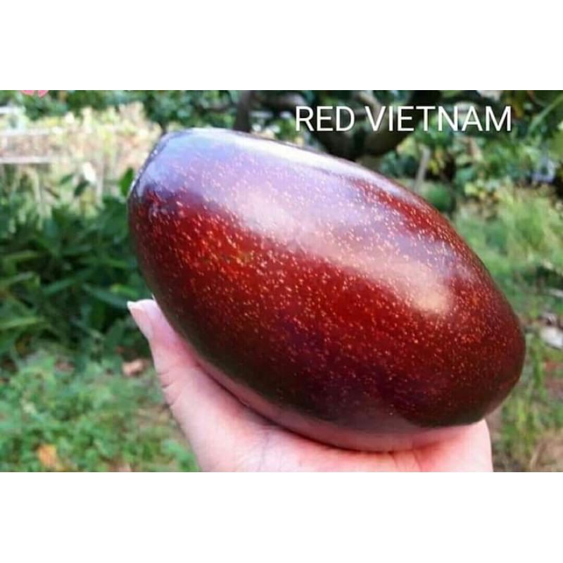 Bibit Alpukat Red Vietnam / Alpukat Merah Super TERLARIS