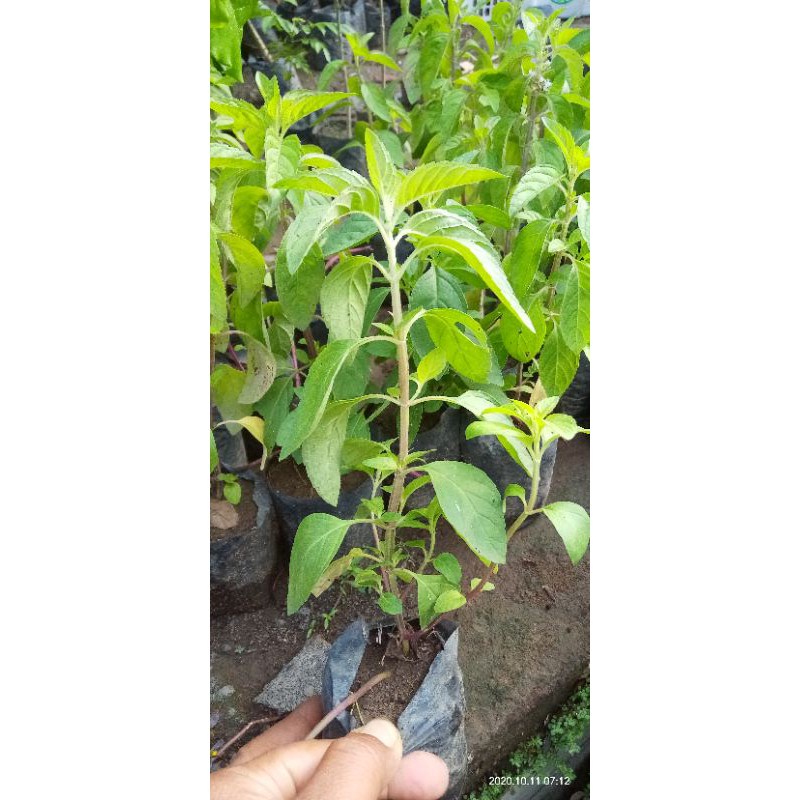 PROMO BIBIT PAPERMINT(beli 5 gratis 1)