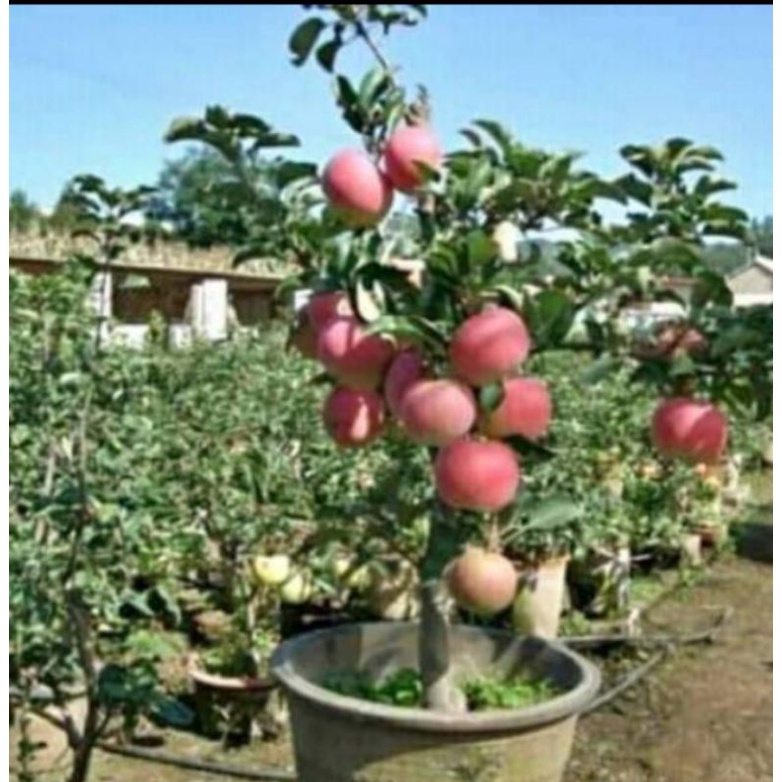 BIBIT APEL FUJI SUPER (CEPAT BERBUAH)BISA DI TARUH POT