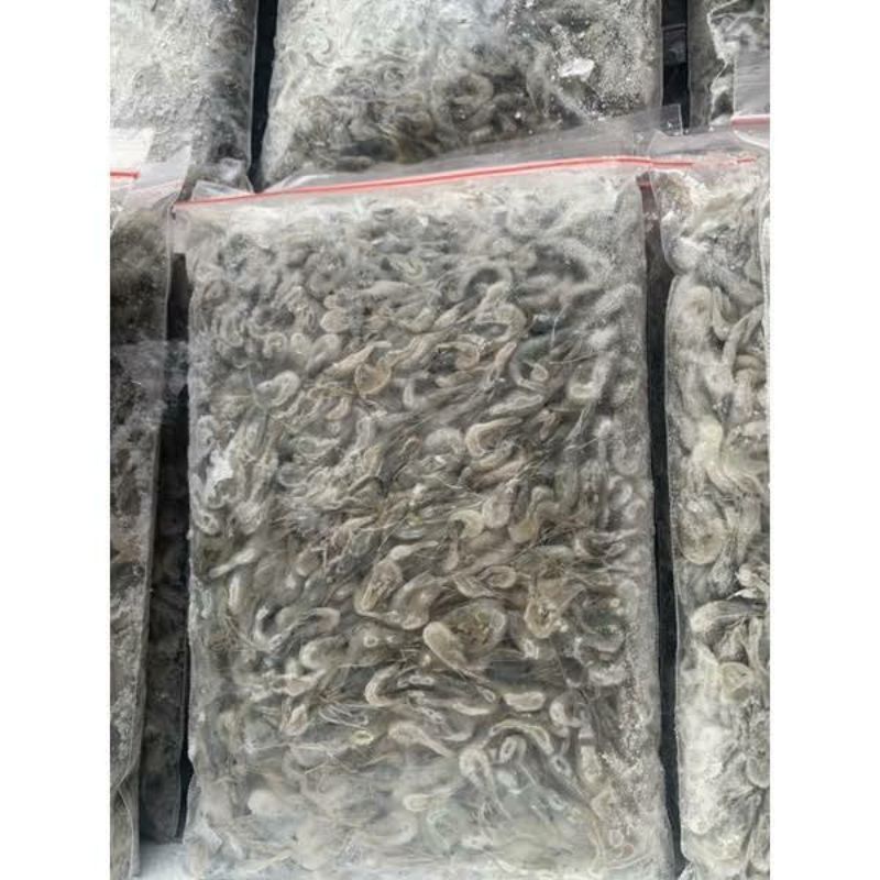 udang sawah beku pakan ikan