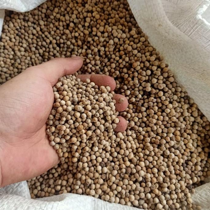 

Promo Biji Lada Mutiara Makassar 1 KG Kilo Pedas Dan Bebas Cucian