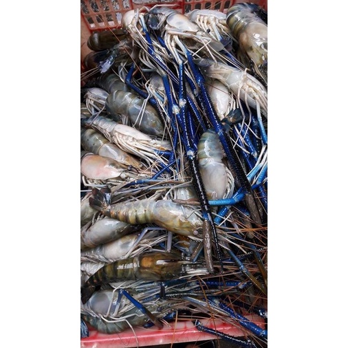 

Promo UDANG GALAH C ISI 16 -20PC/KG FRESH (SEAFOOD)