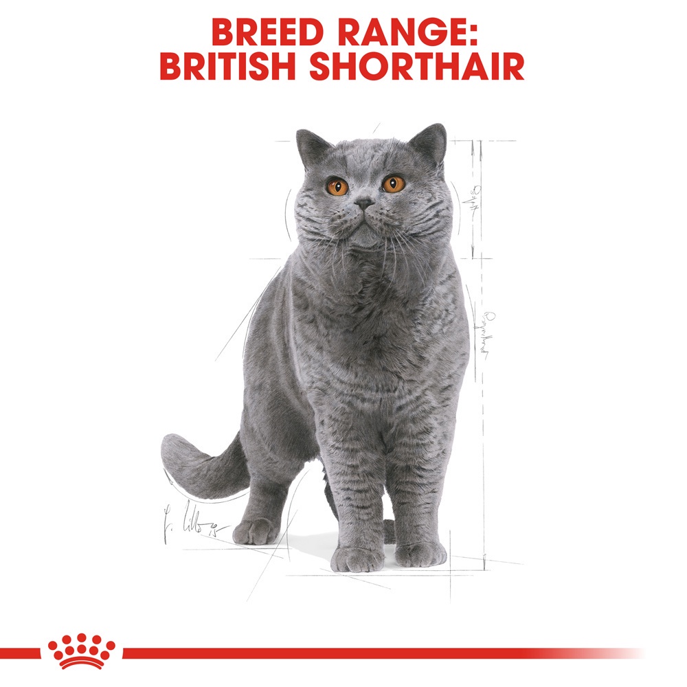 Royal Canin 2 Kg Makanan Kucing Kering Adult British Shorthair