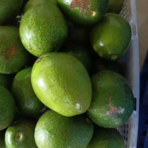 

BUAH ALPUKAT MENTEGA PER 1 KG