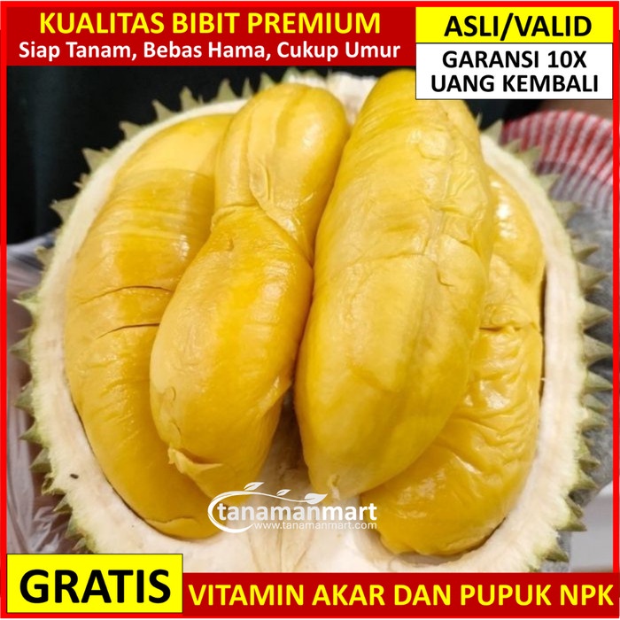 BIBIT DURIAN MUSANG KING ASLI BERGARANSI, BIBIT MUSANG KING ASLI SUPER