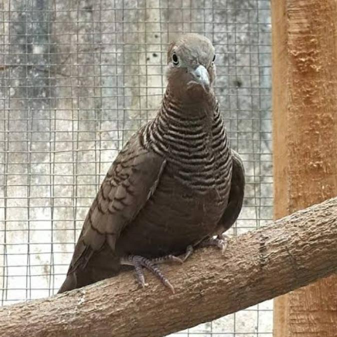 burung perkutut cemani