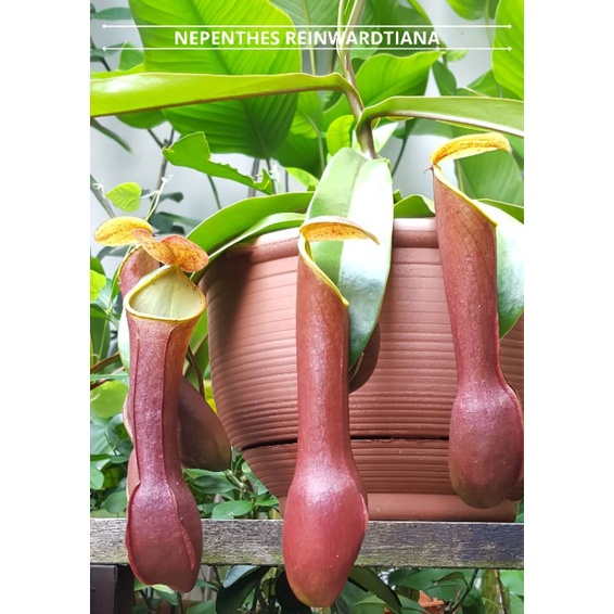 Kantong semar Nepenthes reinwardtiana reinwartiana reindwartiana