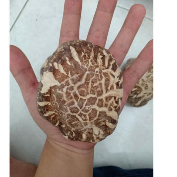 

Termurah | KI3 | Jamur hioko kering /shitake /payung - Grade A+ tebal & harum ukuran 5-7cm (500 gr)
