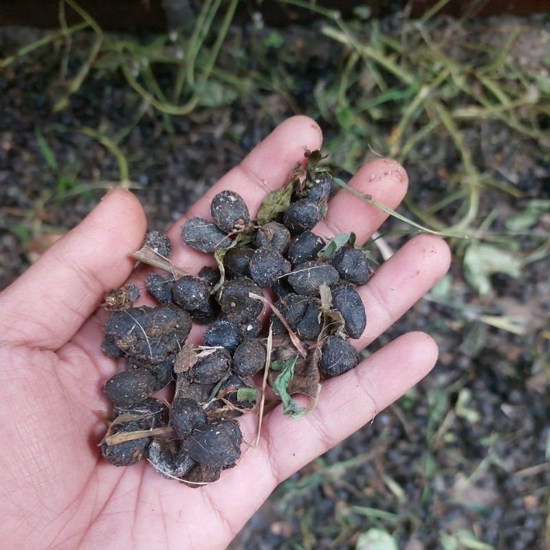 

KOHE/BRIBIL/BERIBIL KOTORAN KAMBING DOMBA KERING