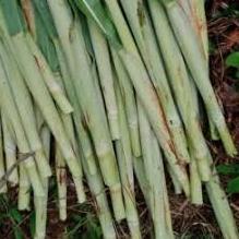 

✔✔TERMURAH✔✔ ( COD ) Terubuk/ turubuk/ terubus / tebu endog tebu/500