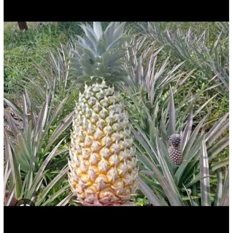 

nanas Bangka