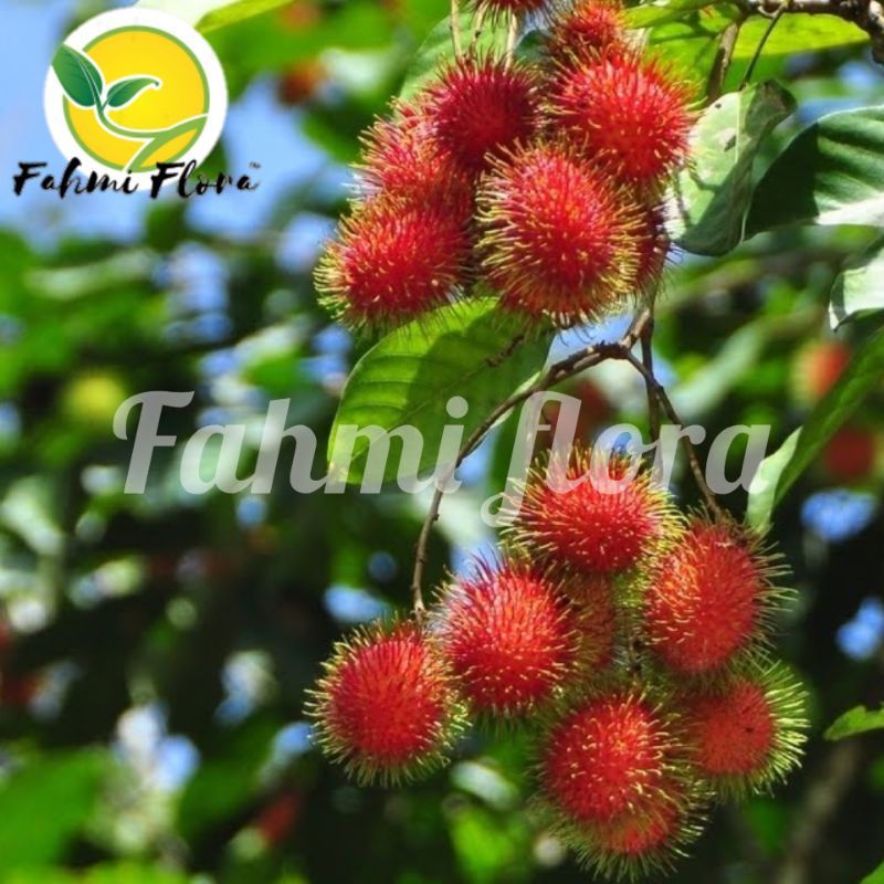 

Daun Rambutan segar 250 gram