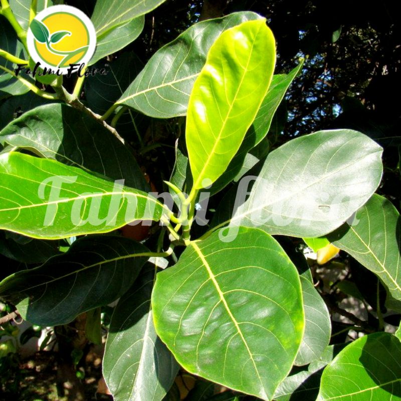 

Daun Nangka segar 250 gram