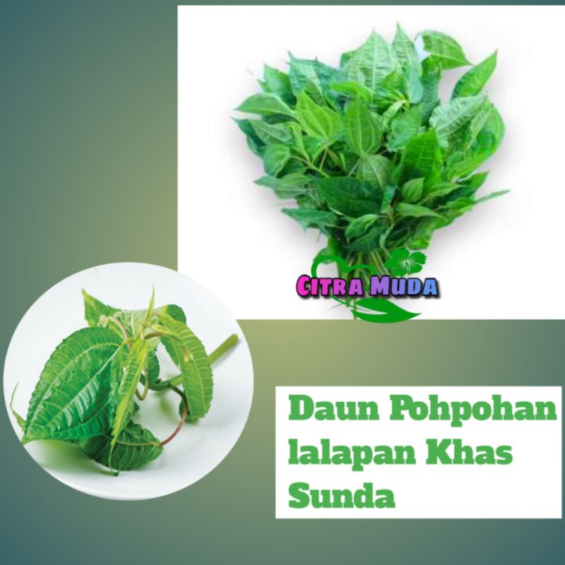 

Daun Pohpohan Lalapan segar/500gram