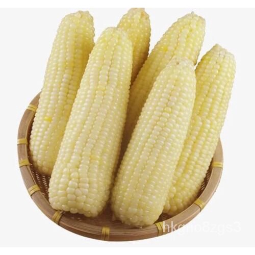 

BenihD60 มด PutihพắắBp ếBenihRADO ẽNุลเ ์นJagung Waxy pop็Kualitas TinggiัLilin Bธ TMPN