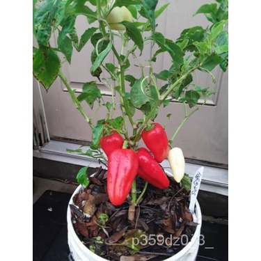 

Tidak Ada Warisan Keluarga์ธมุนMericaพ Gypsy Herbal Tidak TransgenikลัNon- Biji Manis50็。เดSpesies I