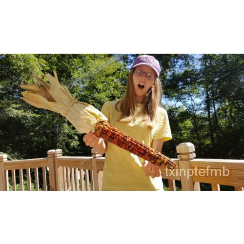 

ดMudahม พ์JagungX50ธัRaksasa Berwarna-warni!!Bibit Indian Raksasa็ !TelingaเนุLangka,Tanaman Hiasล E