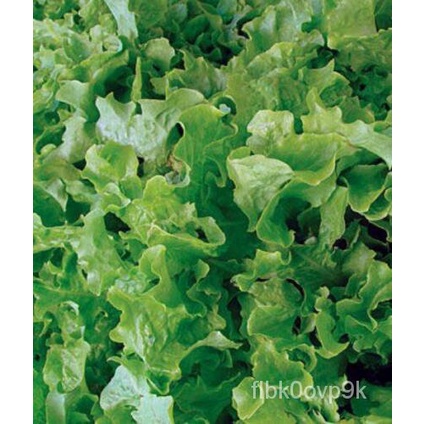 

พBenihลุMangkuk Saladเ์Ye Sheng,มSelada Tidak Transgenik,Piring Hidangan,ดั็Benih Warisan Benihนธ100