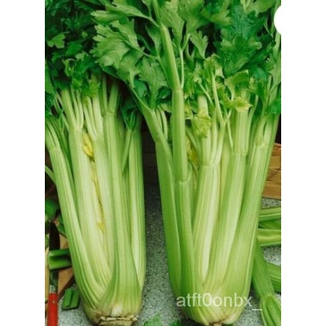 

-Organik็ดAmerika-500ธมSeledri TinggiัBenihนล-Tanam-เุพGandum Utah Non Transgenik์ DRDK