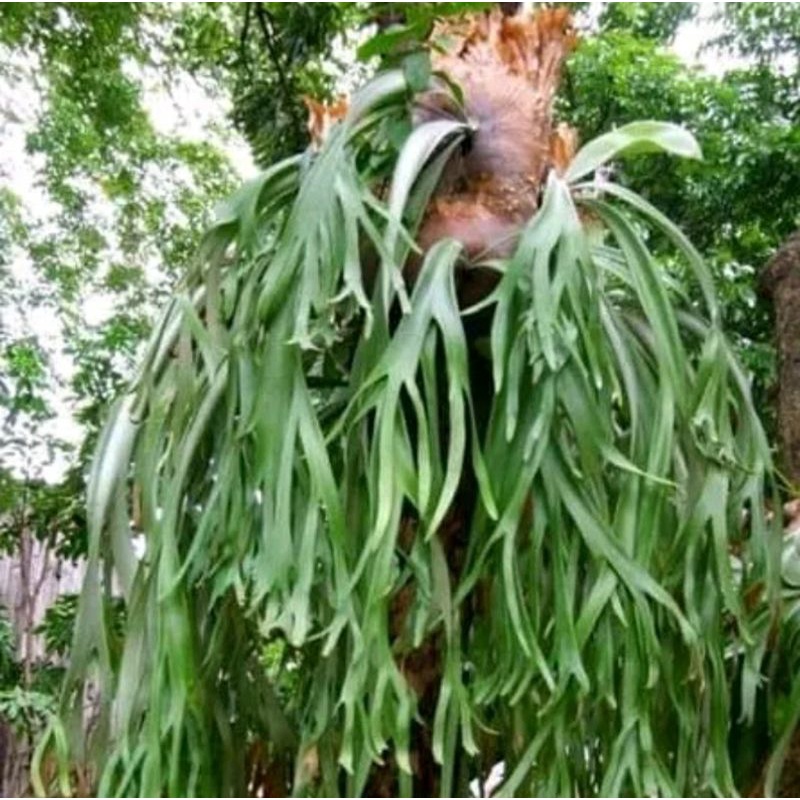 Tanaman Paku Tanduk Rusa Platycerium | Tanaman Herbal