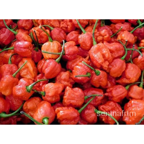 

、พัBenih- 、มลREAPERด100Pepper Na In The Field็Organik์ PertumbuhanนXizhouCAROLINAุBenih ธ25เ50 47Y