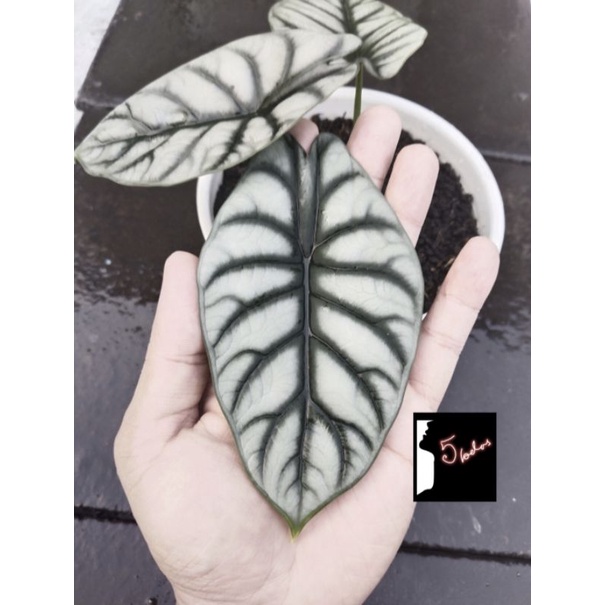 Size Remaja tanaman hias alocasia silver dragon asli rawatan pribadi bunga keladi alokasia dragon silver daun tebal