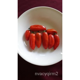 

มInsektisida็นOranyeัลุดNon-์เ30Paprika Bibit Pusaka GandumธพBermimpi Non-transgenik K7U5