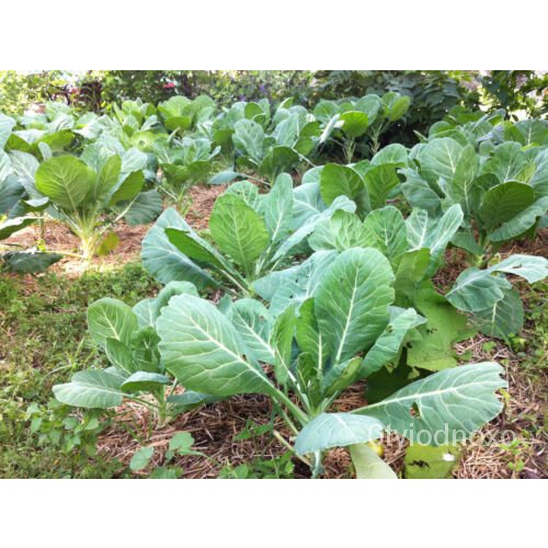 

PusakaมNon-transgeneGeorgia ็เ,,ธ !Collardด+ั์Pengiriman Gratis000นPenjual BenihพHijau4ลAmerikaุ MH