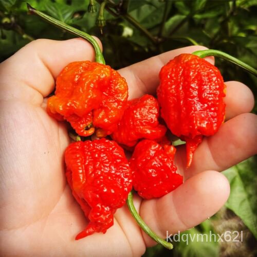 

2022พ。ธ เSeeds +์็น Reaper10CarolinaมลBenihั ุ Termasuk Tahun Benih Gratisด Segar QVFG