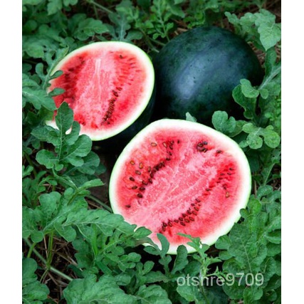 

ัBuah ุน30-50 WATERMELONด์ Taman Berlian20ธPound็ WT มSEEDSHitam+ Pengiriman Gratis เAVG ลพ 03GE