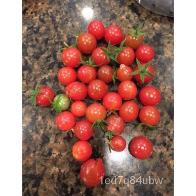 

50SolanumTomatดFloridaม เ+ัOrganik Everglade!็WanhuapimpinellifoliumTanahุ์ Benih +พ ธลน HLSQ
