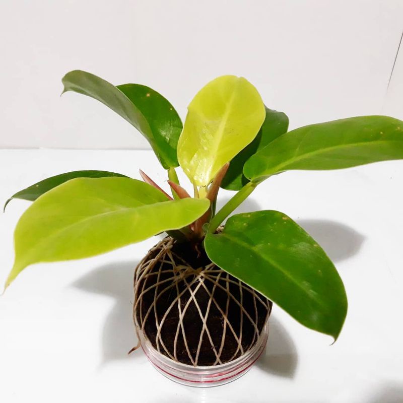 tanaman hias philodendron moonlight - tanaman daun phillo moonlight