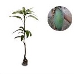 Bibit Mangga Mahatir Super Jumbo