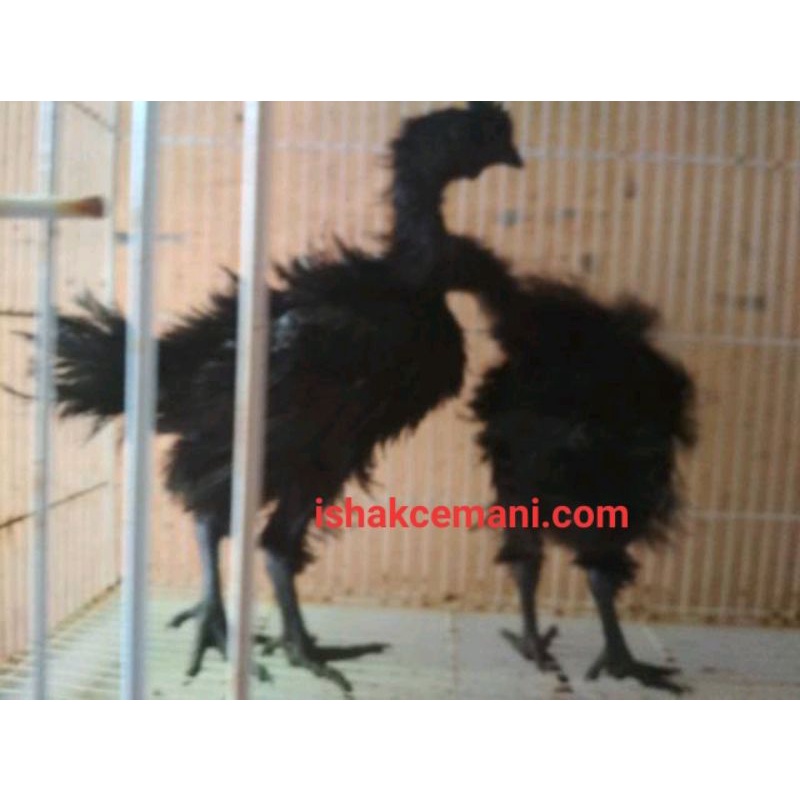 Sepasang Anakkan Ayam Cemani Walik Usia 3 Bulan Up Keriting Kribo