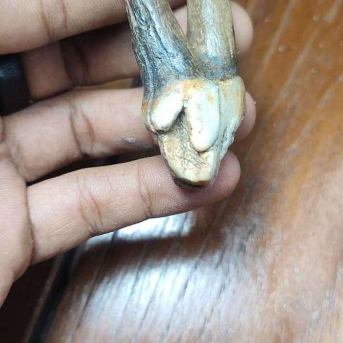 Terlaris Fosil Gigi Kudanil Purba