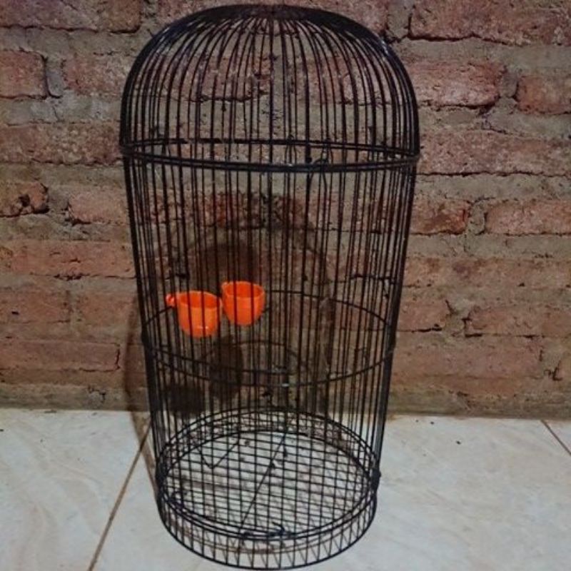 ram besi tebok pleci