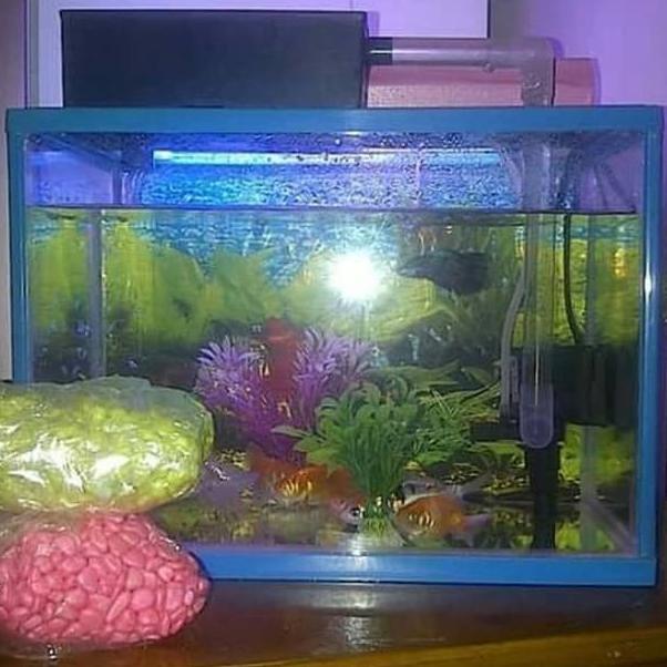 Aquarium Akrilik Fullset Ikan Mas Koki Dan Hiasan Aquarium