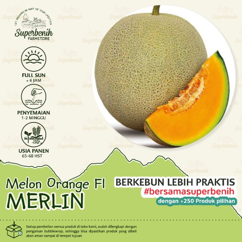 3 Biji - Benih Melon orange MERLIN F1 dan JUMBO F1, daging buah orange, manis