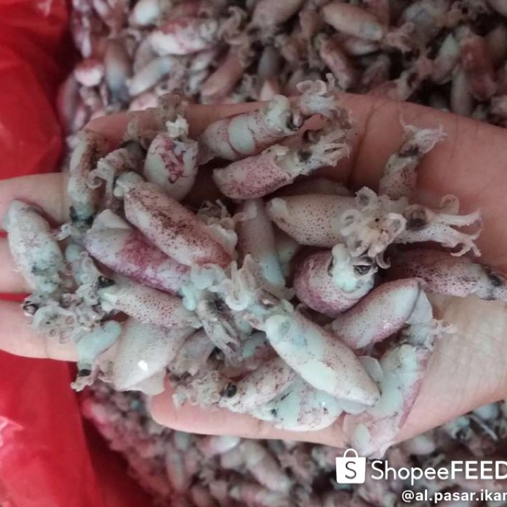

Diskon | HJ6 | ikan asin beby cumi 500gram