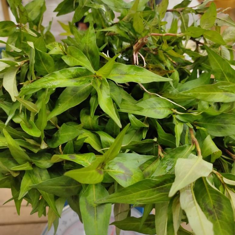 

Daun Kesum Segar 500 Gram | Daun Laksa Leaf Segar Organik