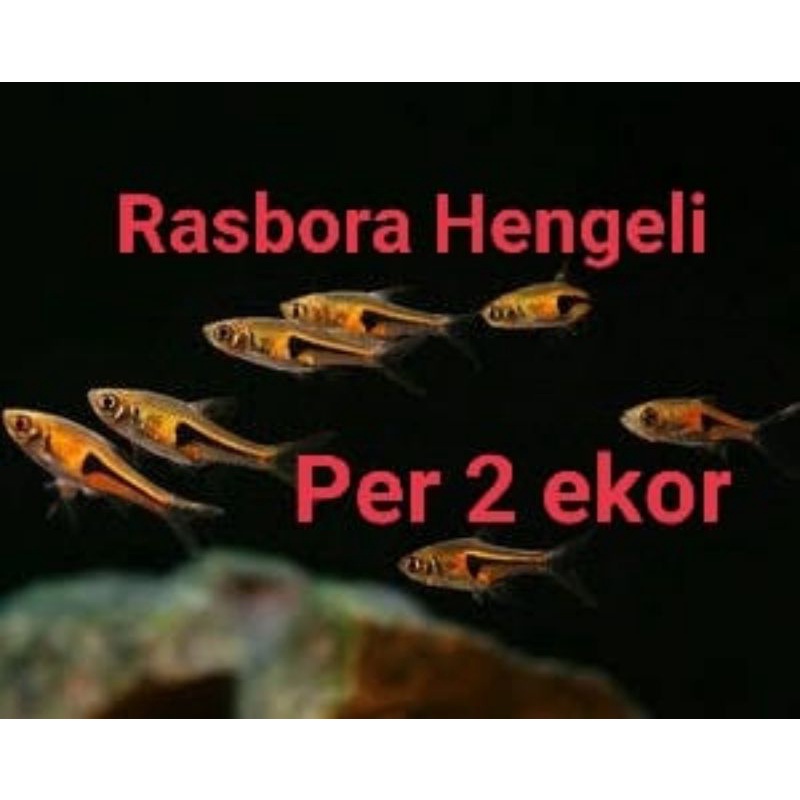 Rasbora hengeli per 2 ekor ikan hias air tawar aquarium aquascape