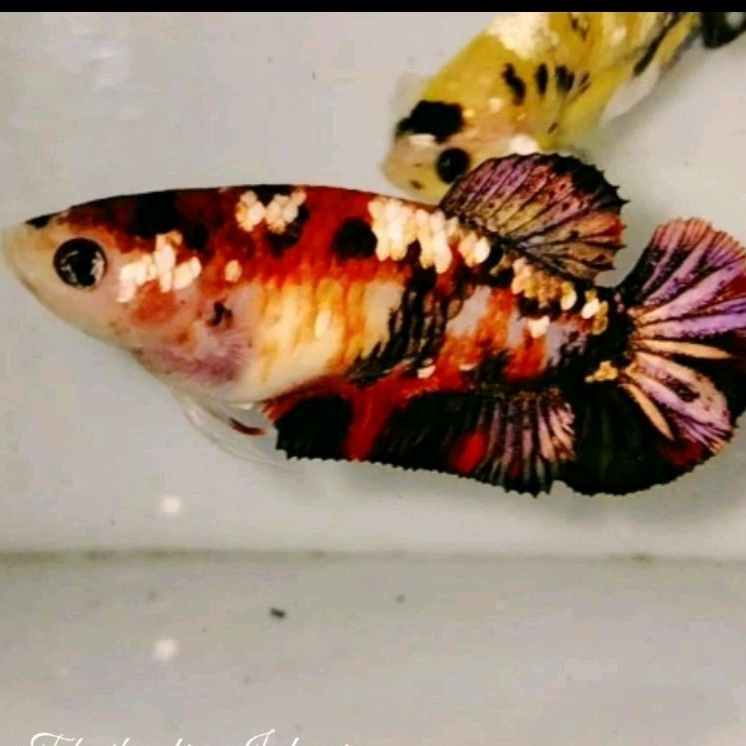 CUPANG RED KOI COPPER BETINA [RKC]