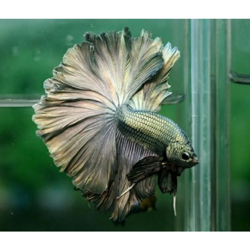 cupang hm cooper male