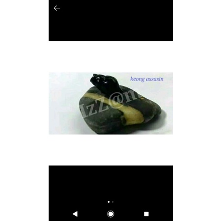 keong aquascape(assasin)