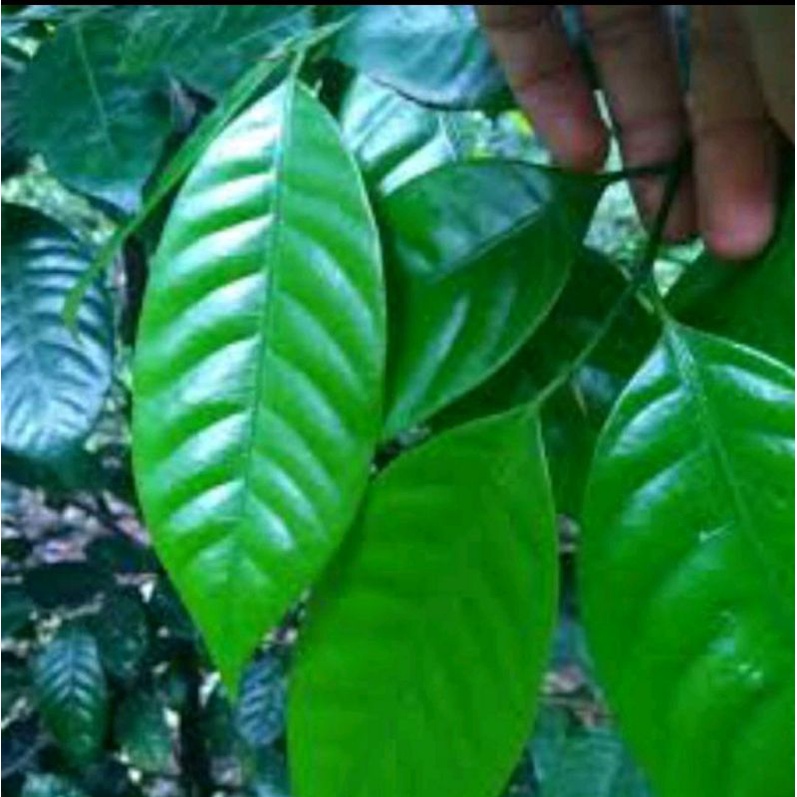 

Daun pala segar 100gram