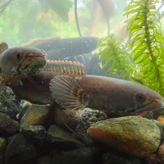 Terlaris Chana Limbata Pair/Sepasang