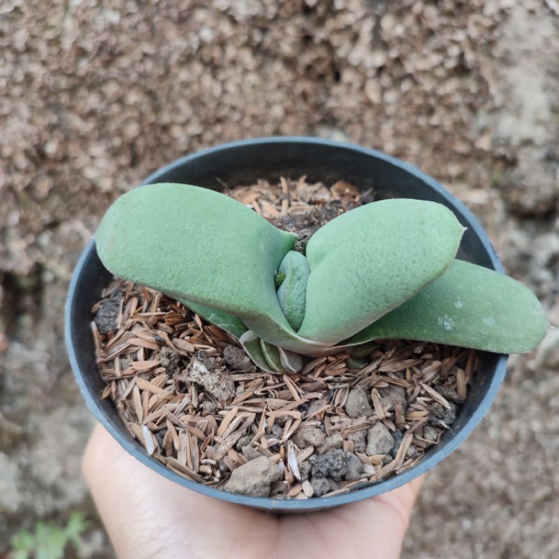 Gasteria Amstrongii | DP 10 Cm | Gasteria