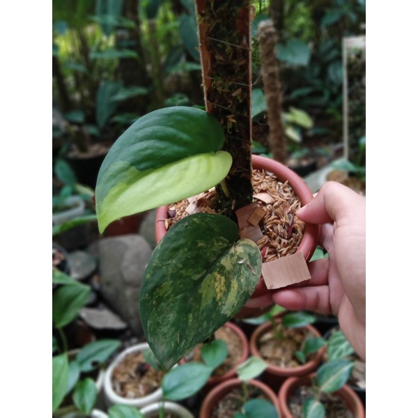 scindapsus jade satin varigata