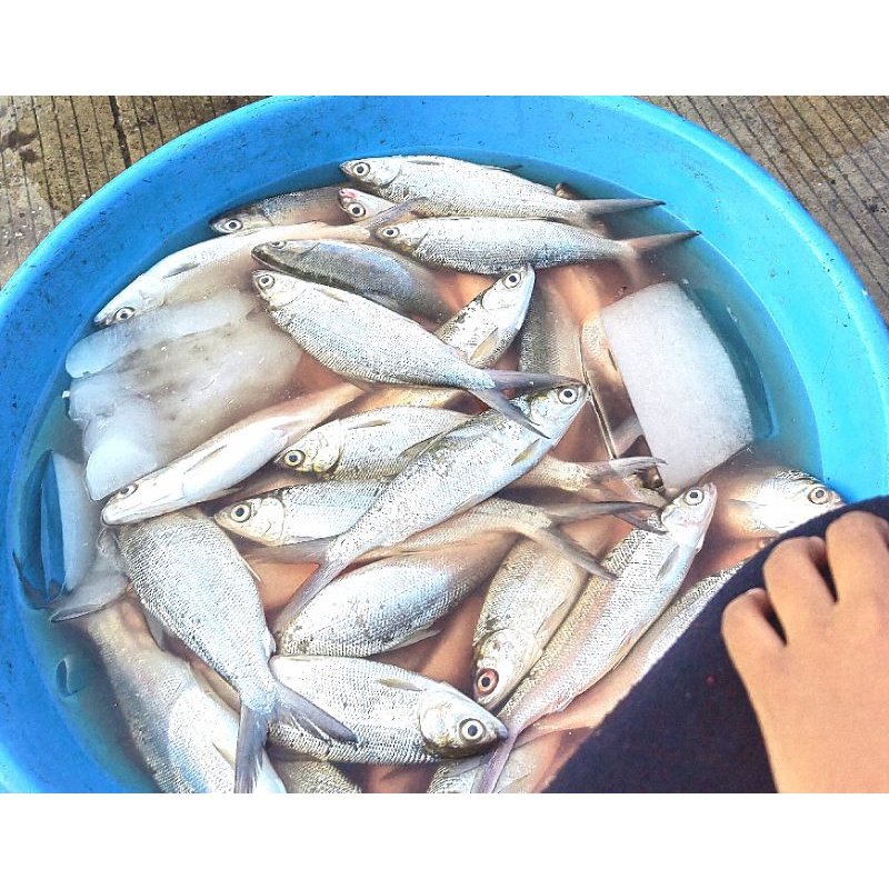 

Ikan Bandeng Fresh 1Kg (Kamal Muara Baru)