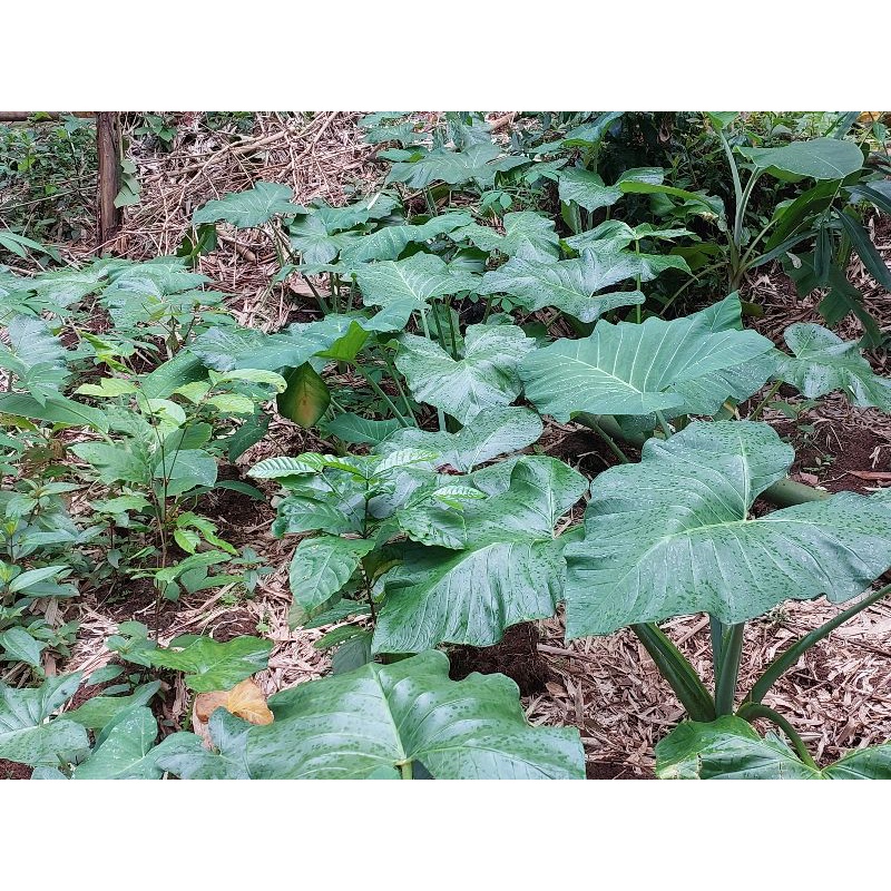 

Daun talas fresh per dahan
